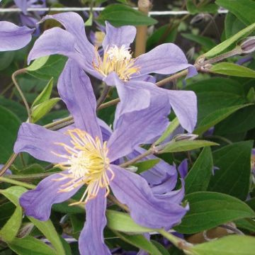 Clematis Juuli - Clematide