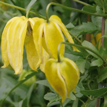 Clematis tangutica Lambton Park - Clematide