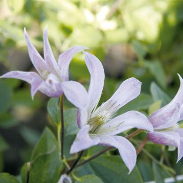 Clematis texensis Mienie Belle - Clematide