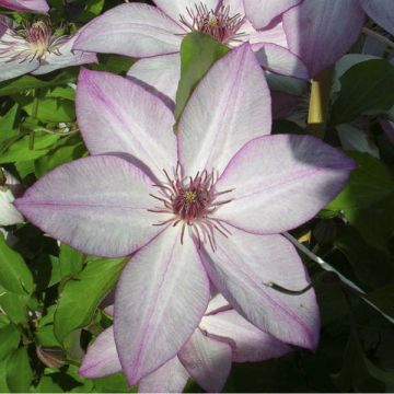 Clematis Omoshiro - Clematide