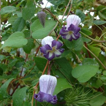 Clematis Pitcheri - Clematide