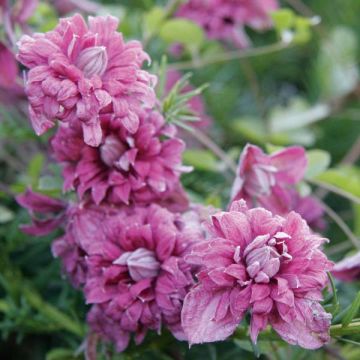 Clematis viticella Purpurea Plena Elegans - Clematide