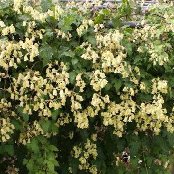 Clematis rehderiana - Clematide