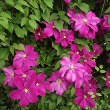 Clematis Sunset - Clematide