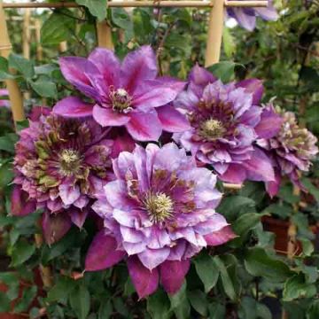 Clematis Temptation - Clematide