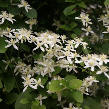 Clematis terniflora - Clematide