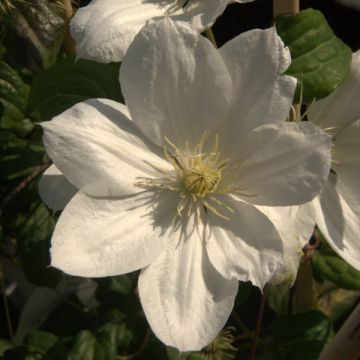 Clematis The Bride - Clematide