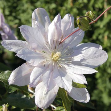 Clematis Violet Elisabeth - Clematide