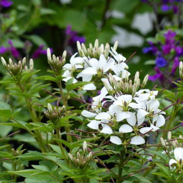 Cleome Senorita Blanca