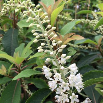 Clethra barbinervis Great Star Minbarb