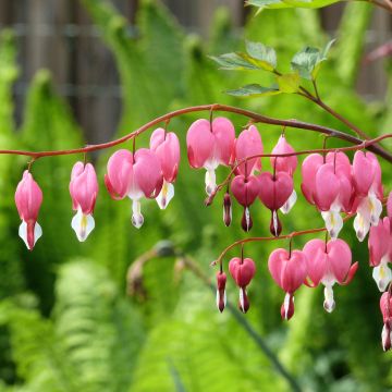 Dicentra spectabilis - Cuore di Maria