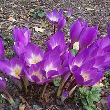 Colchicum speciosum Atrorubens - Colchico