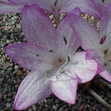 Colchicum macrophyllum - Colchico