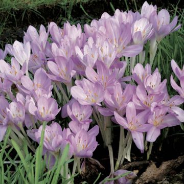 Colchicum cilicicum - Colchico della Cilicia