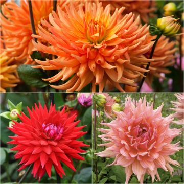 Set of 3 semi-cactus Dahlias, warm shades