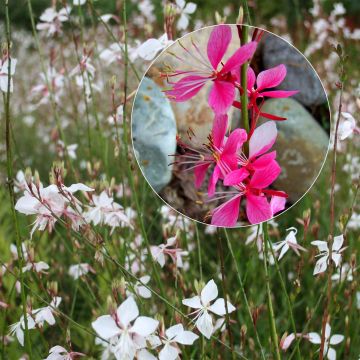 Collezione 3 Gaura in Rosa e Bianco