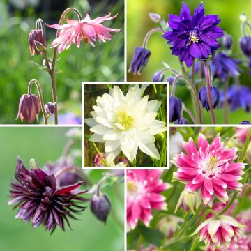 Aquilegia doppie Barlow della collezione Ancolies