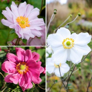 Collezione di Anemoni giapponesi a fiori doppi