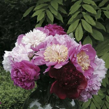 Collezione Bouquet di Peonie