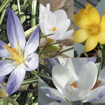 Collezione 115 Crocus Botanici