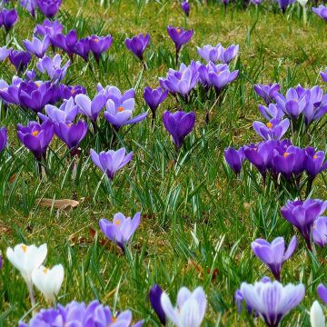 Collezione Crocus in erba