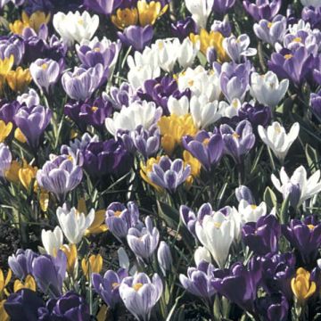 Collezione 100 Crocus Grandi Fiori Mammouth