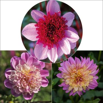 Collezione di Dalie a fiore d'anemone