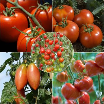 Collezione di 5 Pomodoro indispensabile in piantine