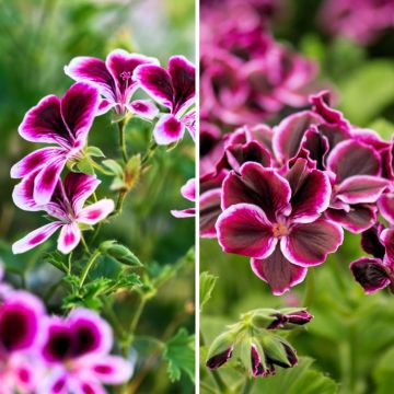 Collezione di gerani profumati anti-zanzare - Pelargonium odorante