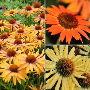 Collezione Echinacea tonalità calde