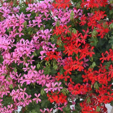 Collezione 10 Gerani da Balcone Rosso e Rosa