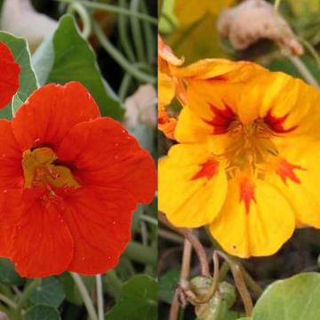 Collezione di 5 Nasturzi (Tropaeolum majus)