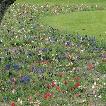 Collezione "Spirito del Giardino in Libertà" - 200 bulbi