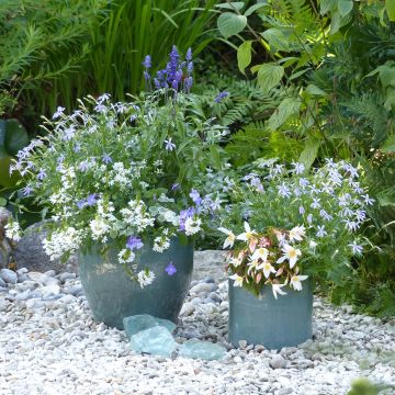 Collezione Vaso Bianco-Blu - 5 piante annuali a fioritura blu e bianca.