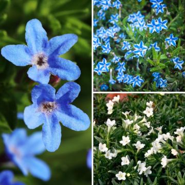 Collezione Lithodora bianco blu