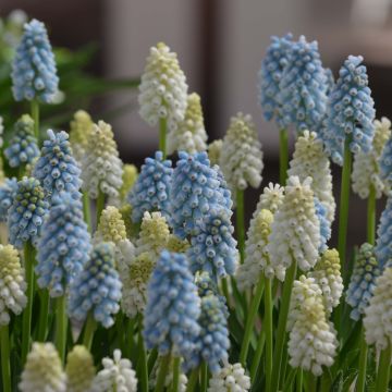 Collezione Muscari Magic