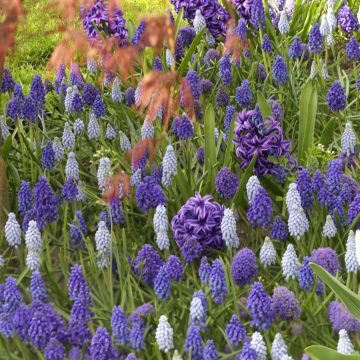 Collezione Muscari e Giacinti