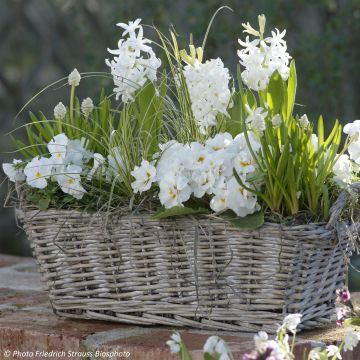 Collezione Primavera profumata - Fioriera Bianca