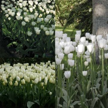 Collezione 2 mesi di Tulipani Bianchi