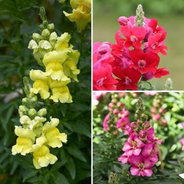 Collezione Bocche di Leone Antirrhinum