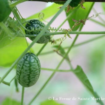 Melothria scabra Bio - Ferme de Sainte Marthe - Cetriolino dei Maya