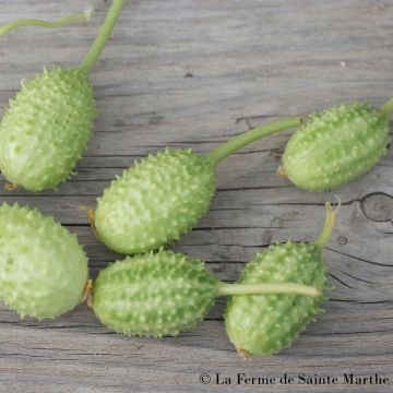 Cucumis anguria - Cetriolo delle Antille