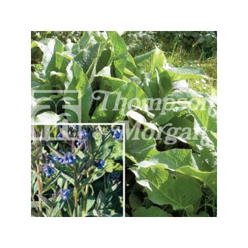 Symphytum officinale - Consolida maggiore