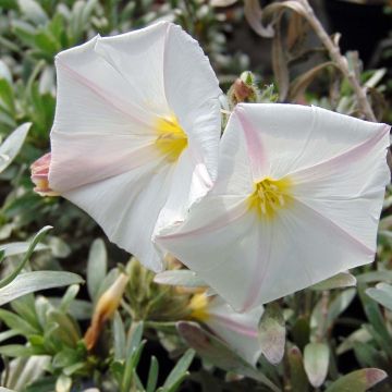 Convolvulus cneorum - Convolvolo bianco