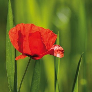 Papaver rhoeas - Papavero comune