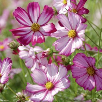 Cosmos Sensation Picotee - Cosmea