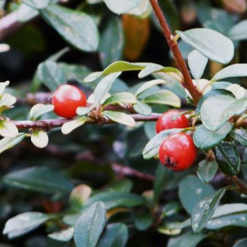 Cotoneaster dammeri