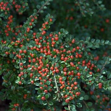 Cotoneaster horizontalis - Cotognastro tappezzante