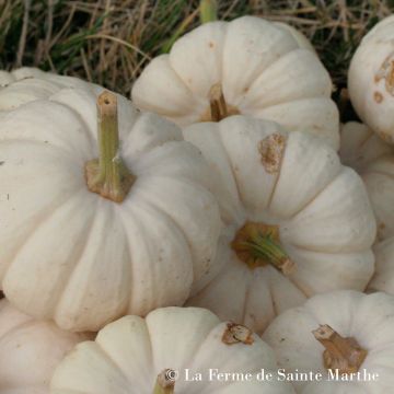 Zucchino Baby Boo Bio - Ferme de Sainte Marthe