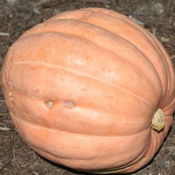 Zucca gigante Gargantua Atlantic Giant